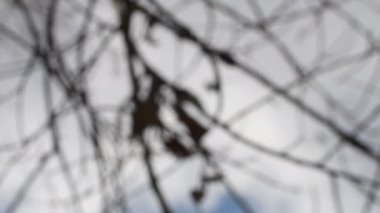 Bulanık doğal arka plan. Bulanık orman geçmişi. Bulanık doğa geçmişi. Bulanık 4k video