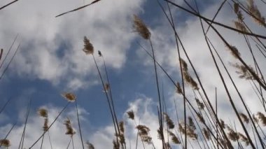 Sazlıklar Rüzgârda ve Güneş ışınlarında sallanıyor. Gökyüzünde yaban otları sallanıyor. Çayırlarda Reed, sonbahar sahasında esiyor. Kırsal alanda, çayırda sonbahar mevsimine doğru düşüyorlar. Rüzgarlı bir gün.