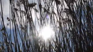 Sazlıklar Rüzgârda ve Güneş ışınlarında sallanıyor. Gökyüzünde yaban otları sallanıyor. Çayırlarda Reed, sonbahar sahasında esiyor. Kırsal alanda, çayırda sonbahar mevsimine doğru düşüyorlar. Rüzgarlı bir gün.