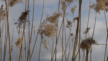 Sazlıklar Rüzgârda ve Güneş ışınlarında sallanıyor. Gökyüzünde yaban otları sallanıyor. Çayırlarda Reed, sonbahar sahasında esiyor. Kırsal alanda, çayırda sonbahar mevsimine doğru düşüyorlar. Rüzgarlı bir gün.