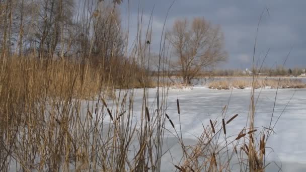 Inverno Neve Paesaggio Fluviale Scena Rurale Ghiaccio Galleggia Sul Fiume — Video Stock