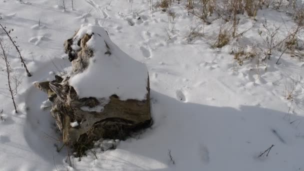 Old Tree Stump Snow Driftwood Snow Rest Tree Winter — Stock Video