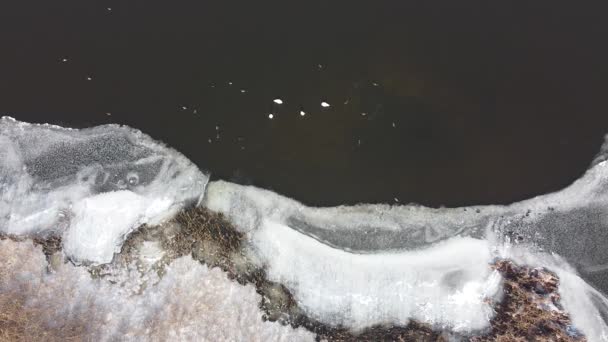 凍った湖の中の白鳥とアヒル 雪に覆われた湖では 冬の鳥が泳いだり マガモが泳いだり休んだりします 寒い冬の日に 池の上の冬に白い白鳥と野生のアヒル — ストック動画