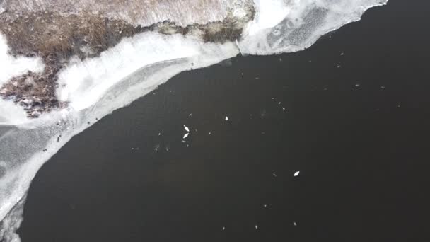 Labutě Kachny Zamrzlém Jezeře Sněhobílém Zamrzlém Jezeře Plavou Odpočívají Zimní — Stock video