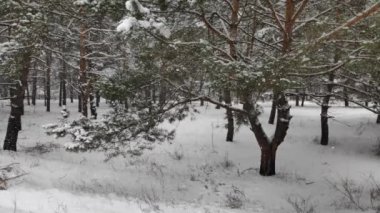 Karlı bir ormandaki manzara. Kışın karlı ormanda hafif kar yağışı. Güzel kış manzarası, kardaki ladin dalları. Kışın ormanda kar yağışı. Kış manzarası. Karla kaplı ağaçlar.