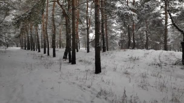 雪の森の風景 冬の雪の森の中で柔らかい雪 雪の中で美しい冬の風景 トウヒの枝 森の中で冬に雪が降る 冬の風景 雪に覆われた木 — ストック動画