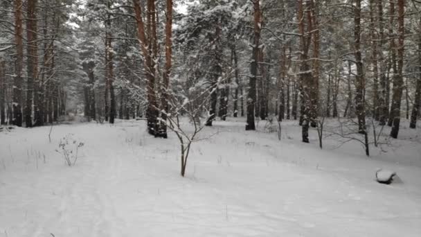 Landscape Snowy Forest Soft Snowfall Winter Snowy Forest Beautiful Winter — Stock Video