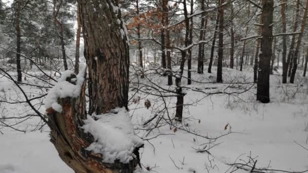 Paisaje Bosque Nevado Nieve Suave Bosque Nevado Invierno Hermoso Paisaje — Vídeo de stock