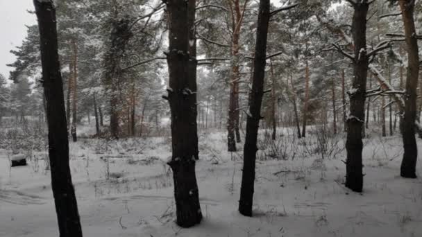 Landschaft Einem Verschneiten Wald Sanfter Schneefall Winterlich Verschneiten Wald Schöne — Stockvideo