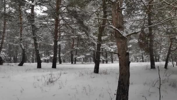 Landschaft Einem Verschneiten Wald Sanfter Schneefall Winterlich Verschneiten Wald Schöne — Stockvideo