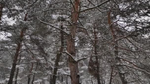 Paesaggio Una Foresta Innevata Morbide Nevicate Nella Foresta Innevata Invernale — Video Stock