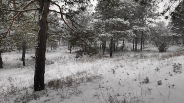 Krajina Zasněženém Lese Měkký Sníh Zimním Zasněženém Lese Krásná Zimní — Stock video