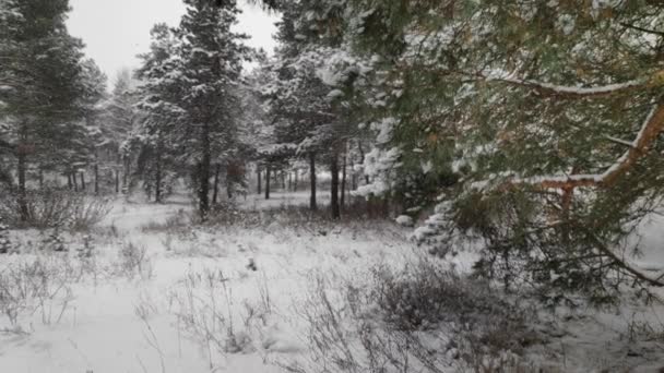 Landschaft Einem Verschneiten Wald Sanfter Schneefall Winterlich Verschneiten Wald Schöne — Stockvideo