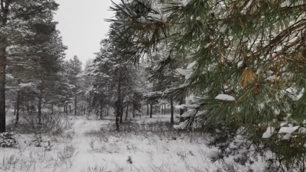 Landschap Een Besneeuwd Bos Zachte Sneeuwval Het Winterbesneeuwde Bos Prachtig — Stockvideo