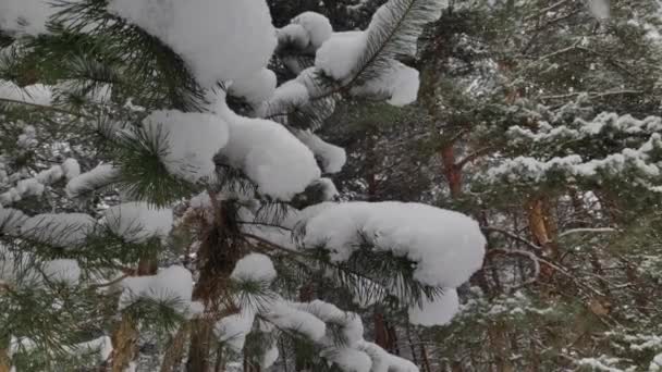 Paisaje Bosque Nevado Nieve Suave Bosque Nevado Invierno Hermoso Paisaje — Vídeo de stock