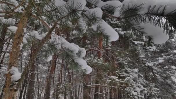 Paesaggio Una Foresta Innevata Morbide Nevicate Nella Foresta Innevata Invernale — Video Stock