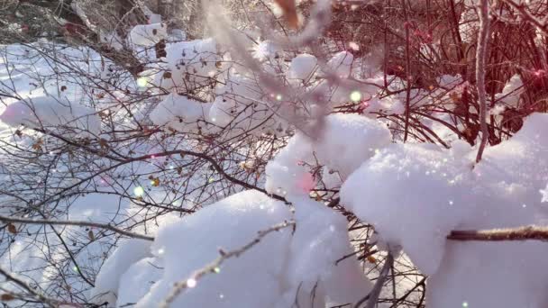 Forêt Pins Soirée Hiver Magnifique Panorama Dans Forêt Marcher Travers — Video