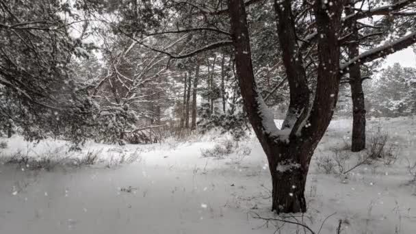 Kiefernwald Winterabend Wunderschönes Panorama Wald Spaziergang Durch Den Wald — Stockvideo