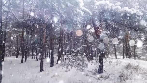 Floresta Pinheiros Noite Inverno Belo Panorama Floresta Caminhe Pela Floresta — Vídeo de Stock