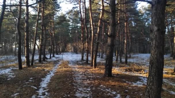 Las Sosnowy Zimowy Wieczór Piękna Panorama Lesie Spacer Lesie — Wideo stockowe