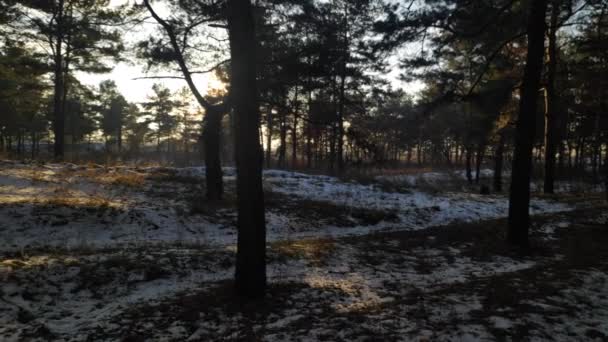 Dennenbos Winteravond Prachtig Panorama Het Bos Wandelen Door Het Bos — Stockvideo