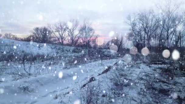 Πευκοδάσος Βράδυ Του Χειμώνα Όμορφο Πανόραμα Στο Δάσος Περπατήστε Μέσα — Αρχείο Βίντεο