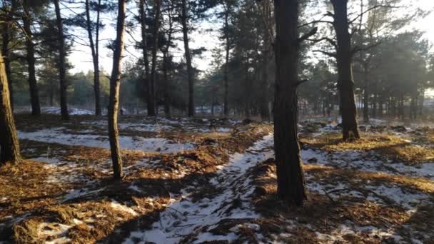 Πευκοδάσος Βράδυ Του Χειμώνα Όμορφο Πανόραμα Στο Δάσος Περπατήστε Μέσα — Αρχείο Βίντεο