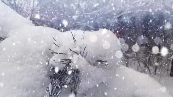 Borový Les Zimním Večeru Krásné Panorama Lese Procházka Lesem — Stock video