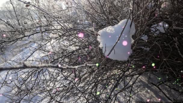 Forêt Pins Soirée Hiver Magnifique Panorama Dans Forêt Marcher Travers — Video