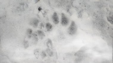 Karda pençe izleri var. Bir köpeğin ya da kurdun izleri. Canavarın izleri, karda izler. Kışın beyaz karda canavarın ayak izleri. Her yer karla kaplı..