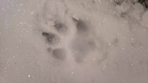 雪地上有爪子印 狗或狼的指纹 野兽的痕迹 雪地里的痕迹 野兽在白雪上的脚印 一切都被雪覆盖了 — 图库视频影像