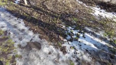 Kar ilkbaharda erir. Tarlada eriyen kar. Bahar geldi. Eriyen karı kapat. Dolly içeride. Bahar güneşinin altında kar yağışı erir. Erimiş su damlaları geçen seneki çimlerin üzerine akıyor..
