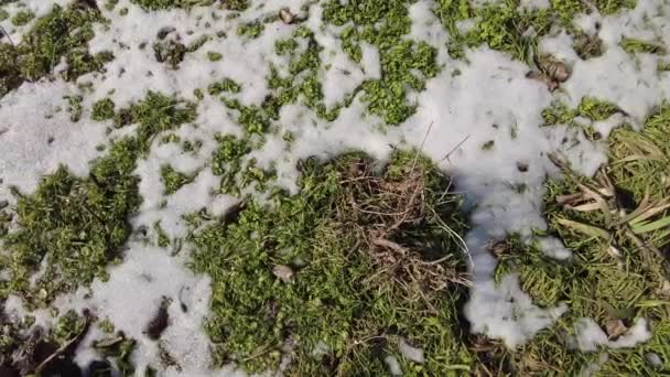 Śnieg Topnieje Wiosną Topniejący Śnieg Zaoranym Polu Wiosna Zbliżenie Topniejącego — Wideo stockowe