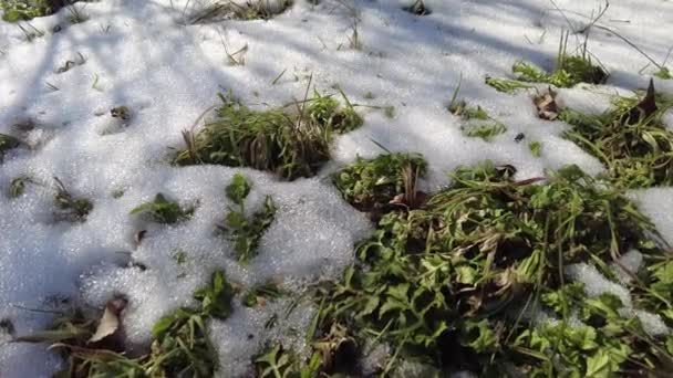 Schnee Schmilzt Frühling Schneeschmelze Auf Einem Gepflügten Feld Frühlingszeit Nahaufnahme — Stockvideo