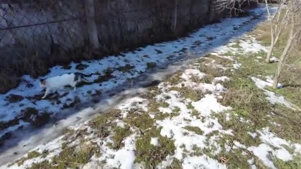 Nieve Derrite Primavera Derretimiento Nieve Campo Arado Primavera Primer Plano — Vídeos de Stock