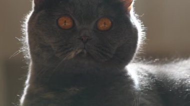 Gri kedi. Gri bir kedi portresi. İngiliz kedi cinsi. Kahverengi evcil bir kedinin ağızlık sesi. Kedi yukarı bakıyor. Güzel kedi gözleri..