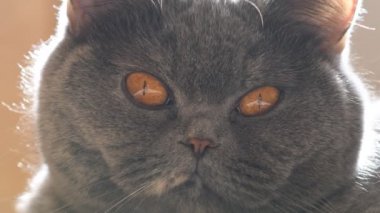 Gri kedi. Gri bir kedi portresi. İngiliz kedi cinsi. Kahverengi evcil bir kedinin ağızlık sesi. Kedi yukarı bakıyor. Güzel kedi gözleri..
