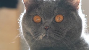 Gri kedi. Gri bir kedi portresi. İngiliz kedi cinsi. Kahverengi evcil bir kedinin ağızlık sesi. Kedi yukarı bakıyor. Güzel kedi gözleri..