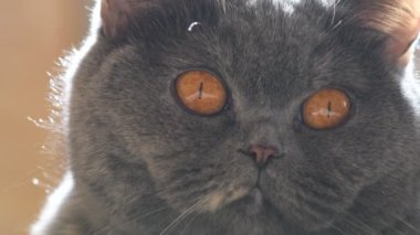 Gri kedi. Gri bir kedi portresi. İngiliz kedi cinsi. Kahverengi evcil bir kedinin ağızlık sesi. Kedi yukarı bakıyor. Güzel kedi gözleri..