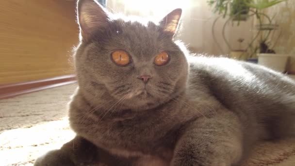 灰猫的肖像 英国猫品种 一只棕色家猫的嘴 猫抬起头来看 漂亮的猫眼 — 图库视频影像