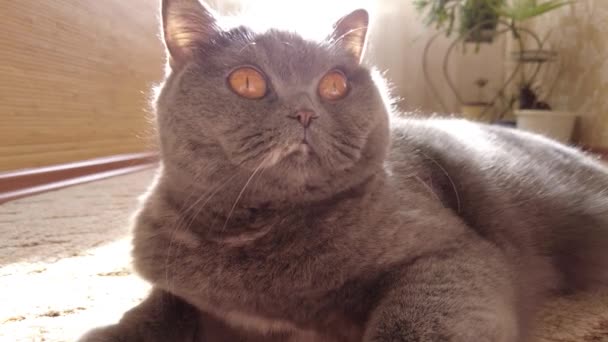 Gatto Grigio Ritratto Gatto Grigio Razza Gatto Inglese Muso Gatto — Video Stock