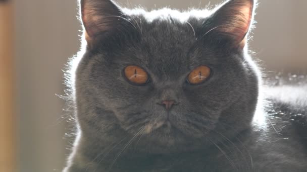 Gray Cat Portrait Gray Cat British Cat Breed Muzzle Brown — Stock Video