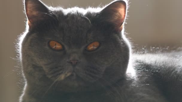 Gray Cat Portrait Gray Cat British Cat Breed Muzzle Brown — Stock Video