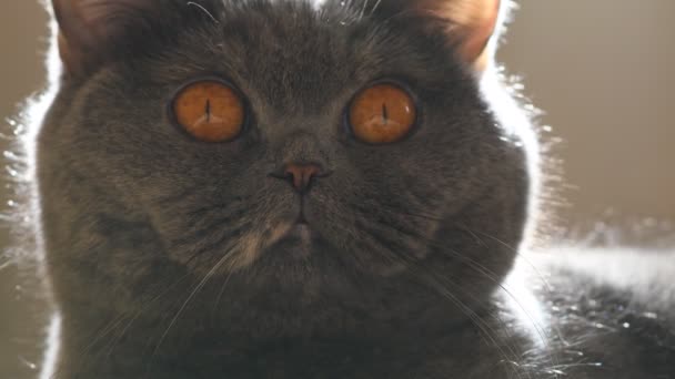 Gray Cat Portrait Gray Cat British Cat Breed Muzzle Brown — Stock Video