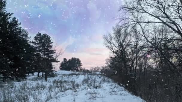 Inverno Bela Paisagem Floresta Mágica Floresta Sonolenta Inverno — Vídeo de Stock