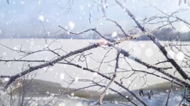 Zimowy Piękny Krajobraz Magiczny Las Senny Las Zimą — Wideo stockowe