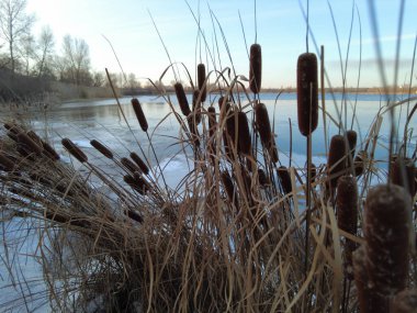 Kışın nehirde güzel sazlıklar. Kış karlı bir akşam. Donmuş nehir ve sazlıklar. Güzel kış doğası. Doğanın arka planı. Nehir kıyısında sazlıklar. Güzel nehir. Doğa. Duvar Kağıdı.
