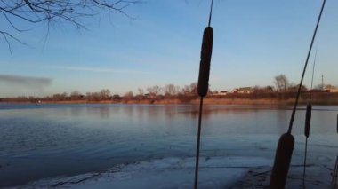 Kışın nehirde güzel sazlıklar. Kış karlı bir akşam. Donmuş nehir ve sazlıklar. Güzel kış doğası. Doğanın arka planı. Nehir kıyısında sazlıklar. Güzel nehir. Doğa. Duvar Kağıdı.