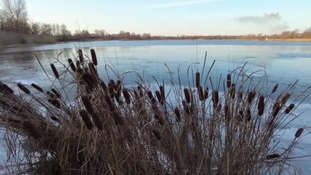 Beaux Roseaux Sur Rivière Hiver Soirée Hivernale Enneigée Rivière Gelée — Video