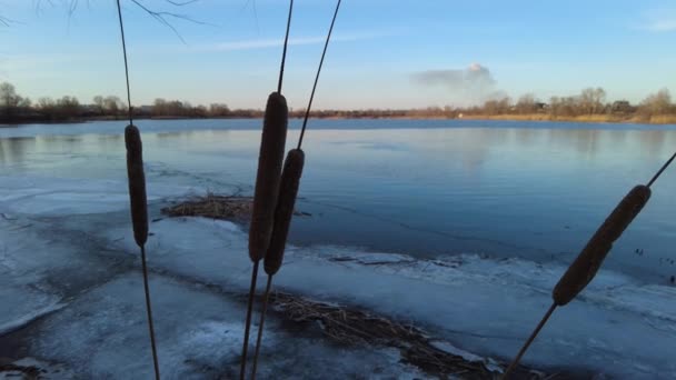 Kışın Nehirde Güzel Sazlıklar Kış Karlı Bir Akşam Donmuş Nehir — Stok video